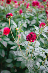 Red pompon dahlia bloom flowers