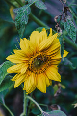 sunflower with bee collecting nectar