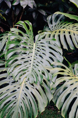 Large green palm leaves in Kailua, Hawaii
