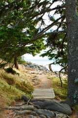 Hidden pathway in the forest leading to the ocean