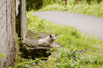 A white fluffy street dog laying down outdoor on the ground