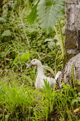 Vertical image of a white duck animal outdoor in nature