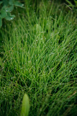 Wet grass with water drops