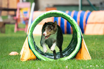 A Border Collie full of energ.