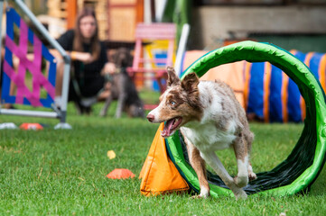 A Border Collie full of energ.