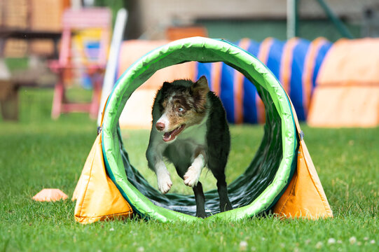 A Border Collie full of energ.