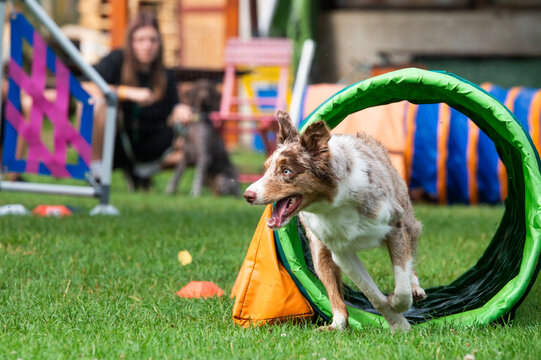A Border Collie full of energ.