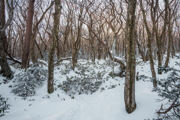 Winter forest with snow and sunlight on Eorimok Trail, Hallasan, Jeju Island