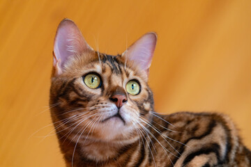 Portrait of a purebred Bengal cat