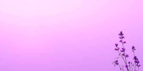 Subtle lavender to violet ombre, ethereal and calming,  violet,  light