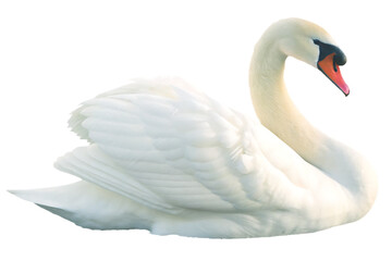 Fototapeta premium Elegant white swan graceful neck detailed feathers isolated on a transparent background