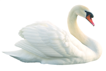Elegant white swan graceful neck detailed feathers isolated on a transparent background