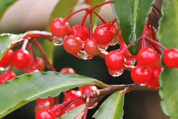 縁起植物「マンリョウ（万両）」の赤い実から滴る雨のしずく