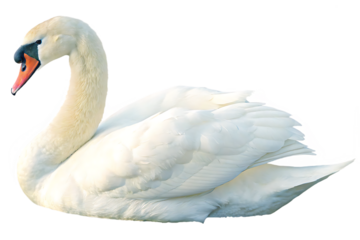 Elegant white swan with graceful neck isolated on a transparent background image