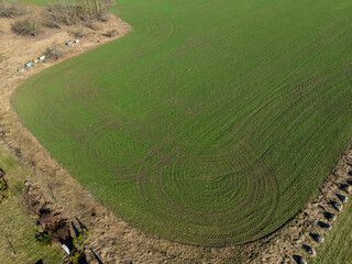 Aerial view of green farmland in Paide, Estonia. Freshly sprouted field with visible tractor tire...