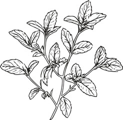 Simple black and white line art of mint leaves, clean vector outline, elegant packaging design for tea label.
