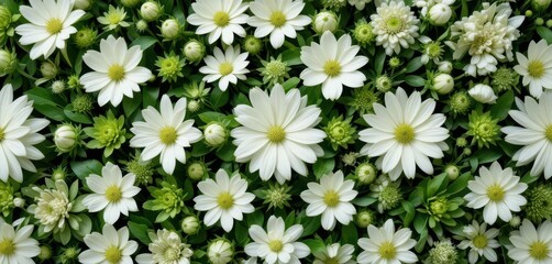  Orderly Oasis White Flowers on a Green Field A Structured and Balanced Botanical Composition