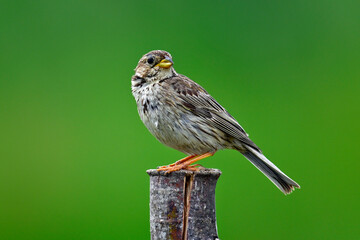 Grauammer // Corn bunting (Emberiza calandra)