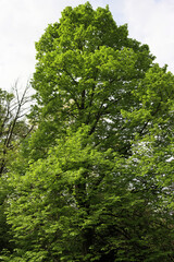 Big Linden tree with green leaves in the garden on summer season. Tilia tree