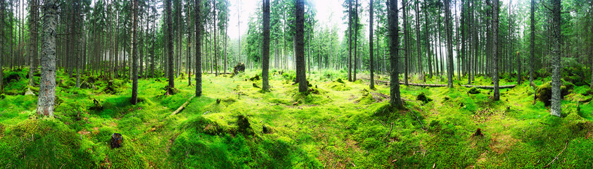 Green forest pine panorama at day - wood