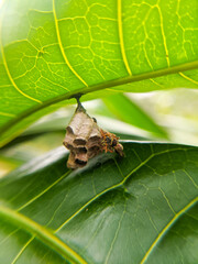 Paper wasps ( genus polistes) that make nests under green leaves
