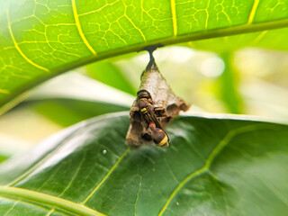Paper wasps ( genus polistes) that make nests under green leaves
