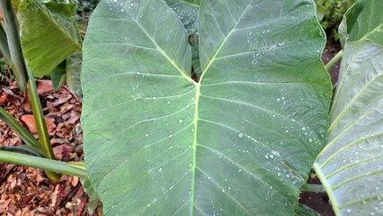 Colocasia esculenta or Taro Plant with Giant Green Leaves in a Tropical Farm – Useful for Organic Agriculture and Culinary Content