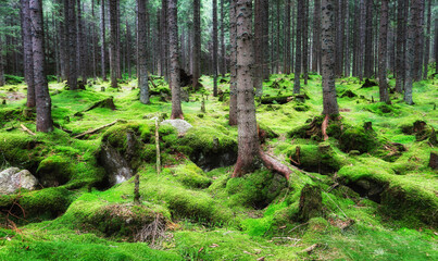 Magical fairytale forest. Coniferous forest covered of green moss. Mystic atmosphere.