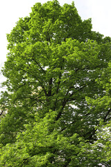 Big Linden tree with green leaves in the garden on summer season. Tilia tree