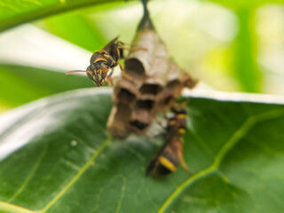 Paper wasps ( genus polistes) that make nests under green leaves
