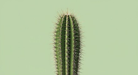 Naklejka premium Green Cactus Minimalist Plant Isolated on Solid Pale Green Background
