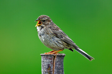 singende Grauammer // singing corn bunting (Emberiza calandra)