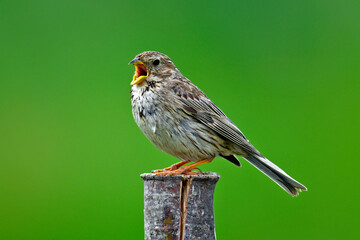singing corn bunting // singende Grauammer (Emberiza calandra)