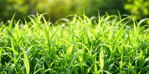 Green field under soft natural light, minimal and inviting landscape with copy space
