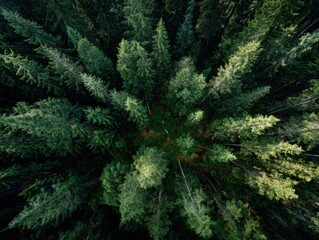 Fototapeta premium Dense forest canopy from above