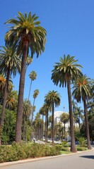 Avenue of tall, brown palm trees stretching into distance under a clear, bright blue sky, flanked by greenery, with a glimpse of a white building in the background