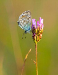 Butterfly on a pink flower