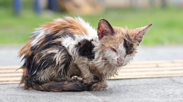 a small, wet calico kitten sitting on grey pavement. The kitten's fur is matted and damp, suggesting it might have been in the rain or gotten wet. Its fur shows patches of white, orange, and black.