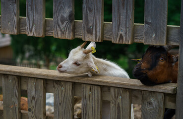 A curious white baby goat looks through a wooden fence waiting to be fed. Peaceful farm scene.