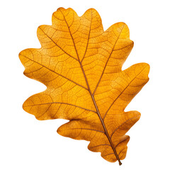Fototapeta premium Bright orange oak leaf, autumn season