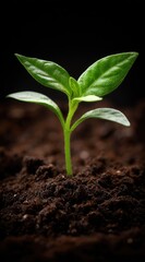A small seedling with bright green leaves emerges from rich, dark soil against a black backdrop, symbolizing growth and potential
