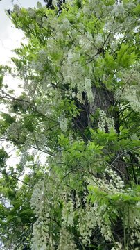 Vertical video of white wisteria flowers growing on a tree and gently swaying in a light breeze. Beautiful spring garden scene featuring cascading blossoms, natural movement and peaceful outdoor surro