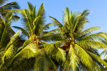 Green coconut palm trees on blue sky background closeup, palm leaves texture, palm branches, palm leaf, palm jungle, exotic foliage, tropical island sea beach, summer holidays, vacation, travel banner