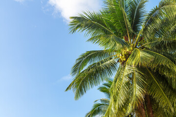 Fototapeta premium Green coconut palm trees on blue sky background closeup, palm leaves texture, palm branches, palm leaf, palm jungle, exotic foliage, tropical island sea beach, summer holidays, vacation, travel banner