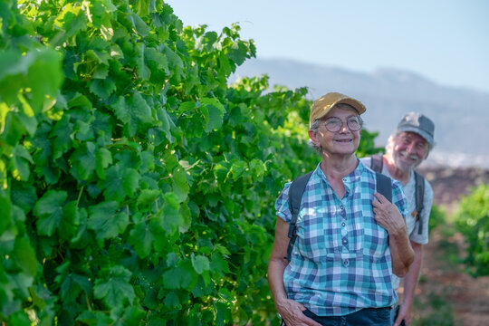Senior couple of tourists in Tenerife travel visiting vineyard walking amongst grapevines. People on holiday wine tasting experience in summer valley landscape.