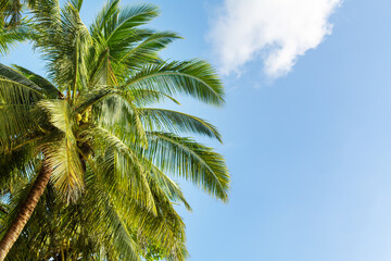 Green coconut palm trees on blue sky background closeup, palm leaves texture, palm branches, palm leaf, palm jungle, exotic foliage, tropical island sea beach, summer holidays, vacation, travel banner