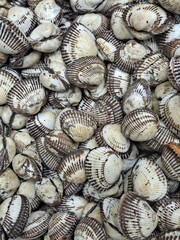 Fresh cockles (blood cockles) at the South Korea's seafood market