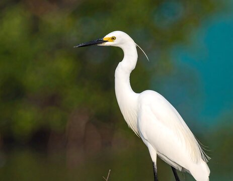 White bird profile, blurred background