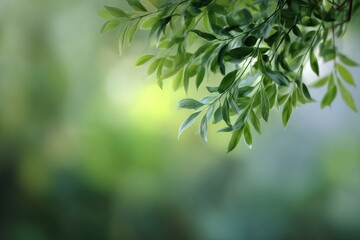 Obraz premium A branch of green leaves with light filtering through, set against a soft, blurred green and white background creating a serene, natural atmosphere