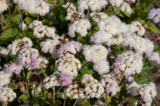 White fluffy flower. White and pale pink floss flower. Ageratum houstonianum or Mexican paintbrush. cute cloud-like flowers for background, post, screensaver, wallpaper, postcard, banner